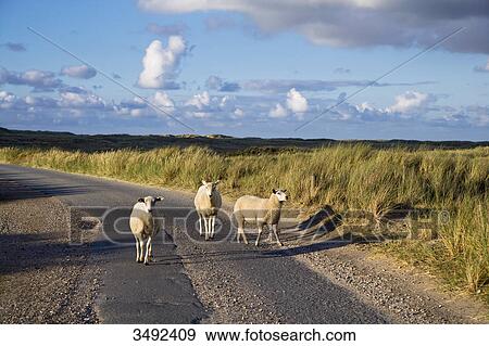 Stock Photo - Sheep on a road, Ellenbogen, Sylt, Germany . Fotosearch
