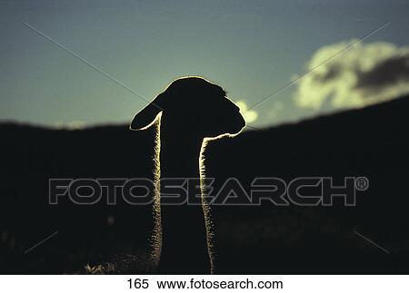 Silhouette of kangaroo, Argentina, South America View Large Photo Image Stock Photography - Silhouette of kangaroo, Argentina, South America . Fotosearch