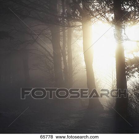 Stock Photo - Silhouette of trees in forest . Fotosearch