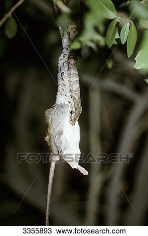 Stock Image - Snake eating prey animal, Etosha Wildpark, Namibia, Africa . Fotosearch