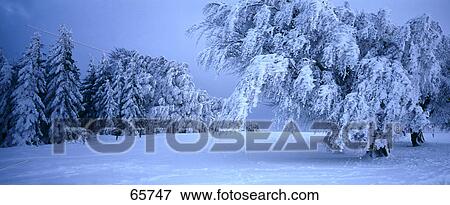 Stock Photo - Snow on deciduous trees, Schauinsland, Black Forest, Baden-Wuerttemberg, Germany . Fotosearch