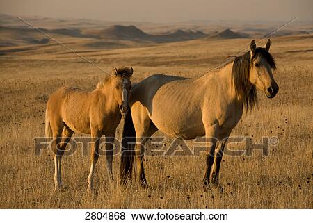 Stock Photo - Spanish Mustang mare standing with its foal in field, Wyoming, USA . Fotosearch