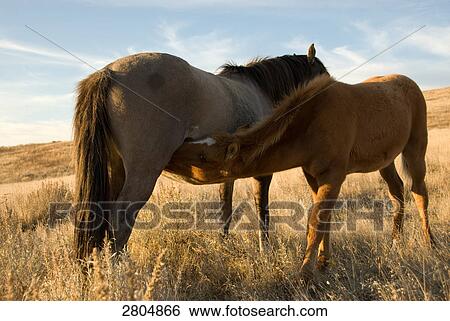 Stock Photograph - Spanish Mustang mare suckling foal in field, Wyoming, USA . Fotosearch
