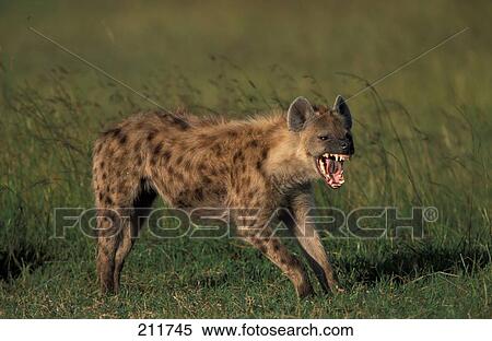 Spotted Hyena (Crocuta crocuta) snarling in field  View Large Photo Image Stock Photography - Spotted Hyena (Crocuta crocuta) snarling in field . Fotosearch
