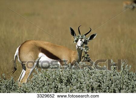 Springbok (Antidorcas marsupialis) eating leafs, Etosha National Park, Namibia View Large Photo Image Stock Image - Springbok (Antidorcas marsupialis) eating leafs, Etosha National Park, Namibia . Fotosearch