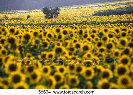 Picture - Sunflowers in field, Tuscany, Italy . Fotosearch
