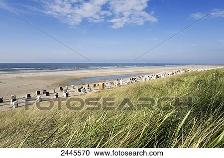 Stock Image - Tall grasses swaying in wind on beach, Spiekeroog, Lower Saxony, Germany . Fotosearch