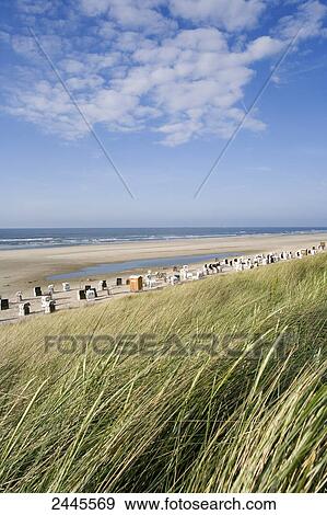 Tall grasses swaying in wind on beach, Spiekeroog, Frisian Islands, Germany View Large Photo Image Stock Photo - Tall grasses swaying in wind on beach, Spiekeroog, Frisian Islands, Germany . Fotosearch