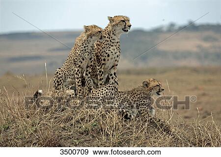 Three cheetahs, Acinonyx jubatus, Masai Mara National Reserve, Kenya, East Africa, Africa View Large Photo Image Stock Photo - Three cheetahs, Acinonyx jubatus, Masai Mara National Reserve, Kenya, East Africa, Africa . Fotosearch