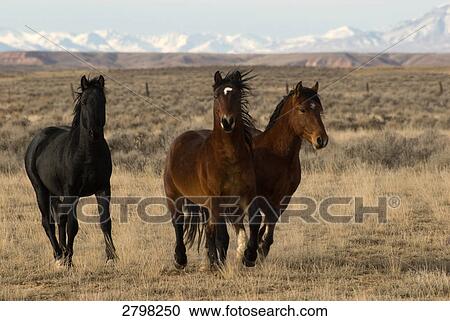 Stock Image - Three horses running in field, McCullough Peaks, Wyoming, USA . Fotosearch