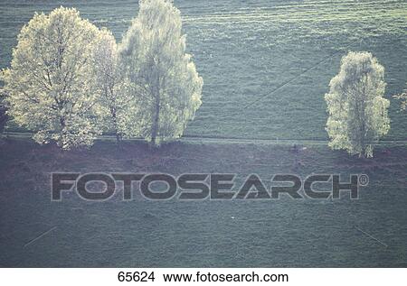 Three trees on rural landscape during winter View Large Photo Image Picture - Three trees on rural landscape during winter . Fotosearch