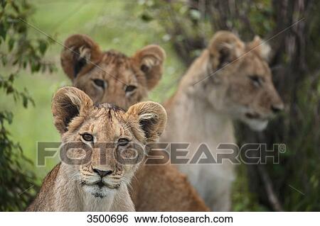Three young lions, panthera leo, Masai Mara National Reserve, Kenya, East Africa, Africa View Large Photo Image Stock Photograph - Three young lions, panthera leo, Masai Mara National Reserve, Kenya, East Africa, Africa . Fotosearch