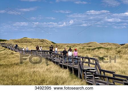 Stock Photography - Tourists on a wooden footbridge in the dunes of Wenningstedt-Braderup, Sylt, Germany . Fotosearch