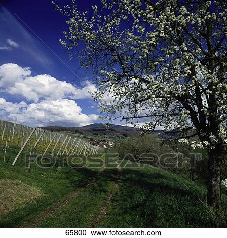 Stock Image - Track near fence of vineyard, Eggern Markgraeflerland, Germany . Fotosearch