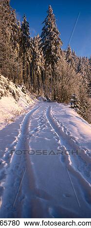 Tracks on snowcoverd path in a forest, Black Forest, Germany View Large Photo Image Stock Image - Tracks on snowcoverd path in a forest, Black Forest, Germany . Fotosearch