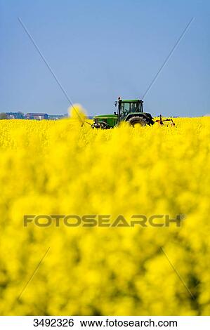 Stock Photograph - Tractor in a rape field, Pellworm, Schleswig-Holstein, Germany, low angle view . Fotosearch