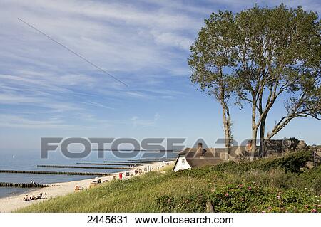 Tree and house at coast, Germany View Large Photo Image Stock Image - Tree and house at coast, Germany . Fotosearch