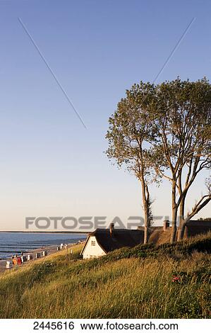 Tree and house at coast, Germany View Large Photo Image Stock Photograph - Tree and house at coast, Germany . Fotosearch