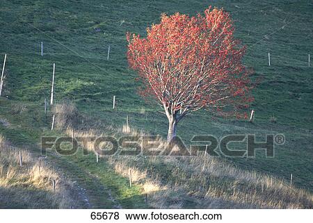 Stock Photo - Tree besides a fence on grassy landscape, Germany . Fotosearch
