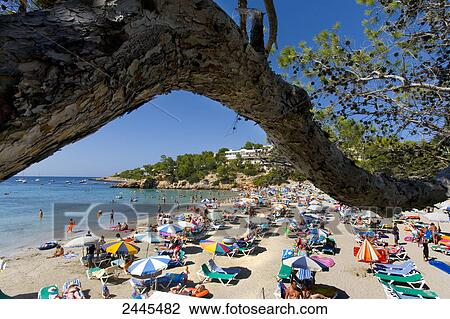 Tree branch with tourists on beach, Portinatx, Ibiza, Balearic Islands, Spain View Large Photo Image Stock Image - Tree branch with tourists on beach, Portinatx, Ibiza, Balearic Islands, Spain . Fotosearch