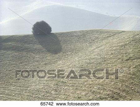 Tree on volcanic landscape, Kaiserstuhl, Breisgau-Hochschwarzwald, Baden-Wurttemberg, Germany View Large Photo Image Stock Image - Tree on volcanic landscape, Kaiserstuhl, Breisgau-Hochschwarzwald, Baden-Wurttemberg, Germany . Fotosearch