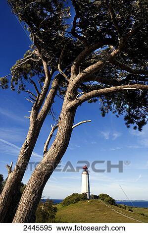 Tree with lighthouse in background, Dornbusch Lighthouse, Hiddensee, Rugen, Mecklenburg-West Pomerania, Germany View Large Photo Image Stock Photography - Tree with lighthouse in background, Dornbusch Lighthouse, Hiddensee, Rugen, Mecklenburg-West Pomerania, Germany . Fotosearch