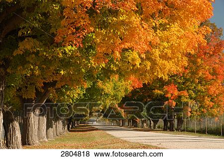 Stock Photo - Trees along road, Bitterroot Valley, Montana, USA . Fotosearch