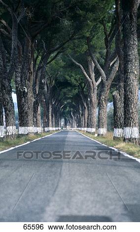 Stock Photograph - Trees along road, Tuscany, Italy . Fotosearch
