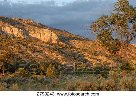 Stock Image - Trees and bushes in desert, New Mexico, USA . Fotosearch
