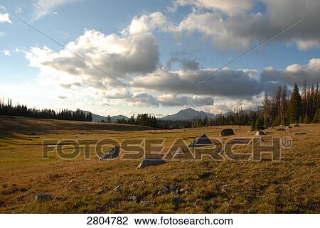Trees in field, Fish Creek Park, Wind River Range, Wyoming, USA View Large Photo Image Stock Image - Trees in field, Fish Creek Park, Wind River Range, Wyoming, USA . Fotosearch