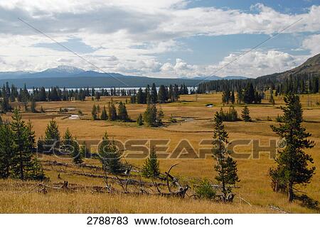 Stock Image - Trees in field, Yellowstone National Park, Wyoming, USA . Fotosearch