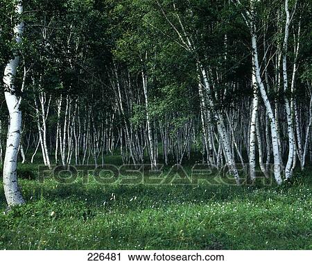 Trees in forest, Bashang, China View Large Photo Image Stock Image - Trees in forest, Bashang, China . Fotosearch