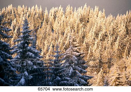 Trees in forest, Black Forest, Germany View Large Photo Image Picture - Trees in forest, Black Forest, Germany . Fotosearch