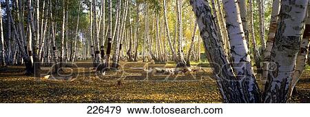 Stock Photo - Trees in forest, China . Fotosearch