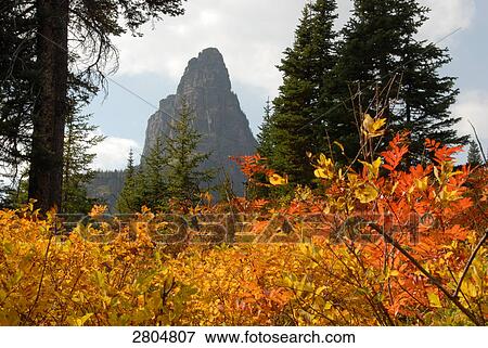 Trees in forest, Glacier National Park, Montana, USA View Large Photo Image Stock Photo - Trees in forest, Glacier National Park, Montana, USA . Fotosearch