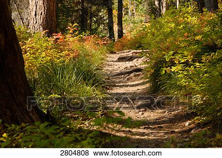 Stock Photo - Trees in forest, Glacier National Park, Montana, USA . Fotosearch