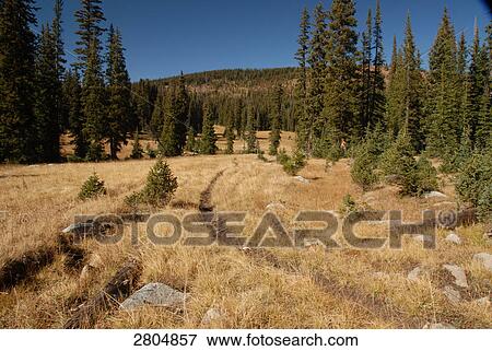 Stock Photo - Trees in forest, Huston Park Wilderness, Wyoming, USA . Fotosearch