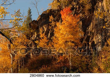 Trees in forest, Mount Zirkel Wilderness, Routt National Forest, Colorado, USA View Large Photo Image Stock Image - Trees in forest, Mount Zirkel Wilderness, Routt National Forest, Colorado, USA . Fotosearch