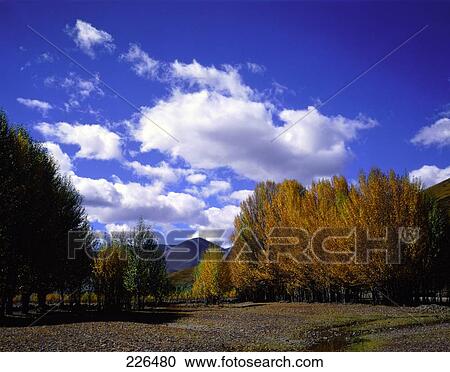 Trees on landscape, China View Large Photo Image Stock Image - Trees on landscape, China . Fotosearch