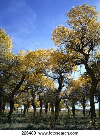 Stock Photo - Trees on landscape, China . Fotosearch