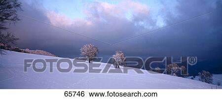 Trees on snow-covered landscape, Black Forest, Germany View Large Photo Image Stock Photograph - Trees on snow-covered landscape, Black Forest, Germany . Fotosearch