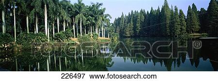 Trees reflected in lake, China View Large Photo Image Stock Photo - Trees reflected in lake, China . Fotosearch