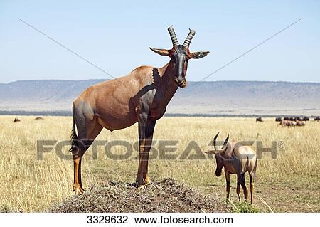 Tsessebes (Damaliscus lunatus), Masai Mara National Reserve, Kenya Tsessebes (Damaliscus lunatus), Masai Mara National Reserve, Kenya View Large Photo Image Stock Image - Tsessebes (Damaliscus lunatus), Masai Mara National Reserve, Kenya Tsessebes (Damaliscus lunatus), Masai Mara National Reserve, Kenya . Fotosearch