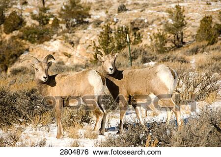 Two Bighorn sheep (Ovis canadensis) standing in field, Wyoming, USA View Large Photo Image Stock Photograph - Two Bighorn sheep (Ovis canadensis) standing in field, Wyoming, USA . Fotosearch