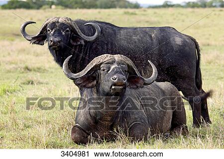Stock Image - Two Cape buffalos (Syncerus caffer), Masai Mara National Reserve, Kenya . Fotosearch