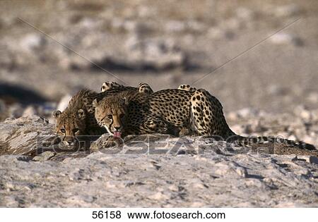 Stock Photo - Two cheetahs (Acinonyx jubatus) lying in steppe . Fotosearch