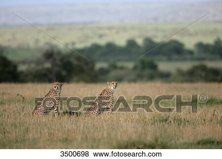 Two cheetahs, Acinonyx jubatus, Masai Mara National Reserve, Kenya, East Africa, Africa View Large Photo Image Stock Photo - Two cheetahs, Acinonyx jubatus, Masai Mara National Reserve, Kenya, East Africa, Africa . Fotosearch