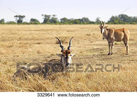 Two Elands (Taurotragus oryx), Masai Mara National Reserve, Kenya View Large Photo Image Stock Image - Two Elands (Taurotragus oryx), Masai Mara National Reserve, Kenya . Fotosearch