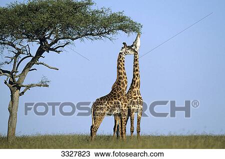 Two giraffes (Giraffa camelopardalis) on the Savanna, Kenya View Large Photo Image Stock Image - Two giraffes (Giraffa camelopardalis) on the Savanna, Kenya . Fotosearch