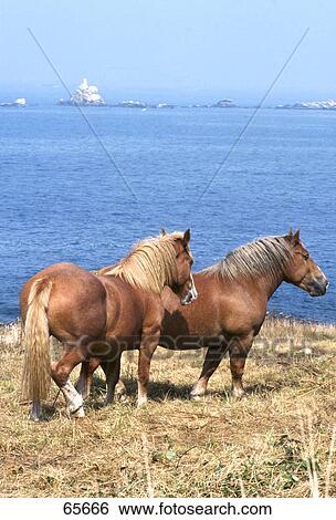 Stock Photograph - Two horses in field, Brittany, France . Fotosearch